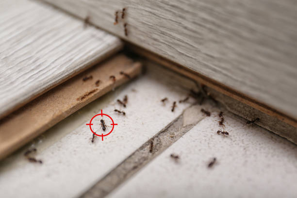 Best Commercial Pest Control Services  in Kyle, SD