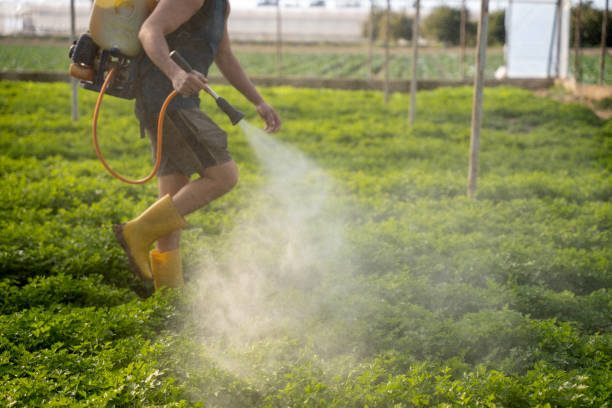 Best Ant Control Services  in Kyle, SD
