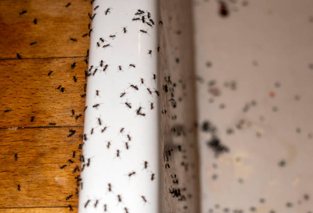 Trusted Kyle, SD Pest Control Experts