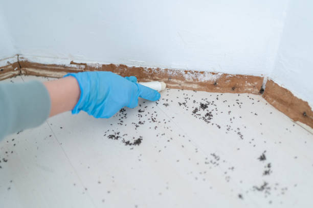 Best Affordable Pest Control Services  in Kyle, SD
